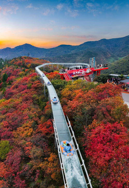 山東限定秋景上線(xiàn)，賞葉經(jīng)濟(jì)迎來(lái)升溫